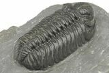 Phacopid (Adrisiops) Trilobite - Jbel Oudriss, Morocco #222396-5